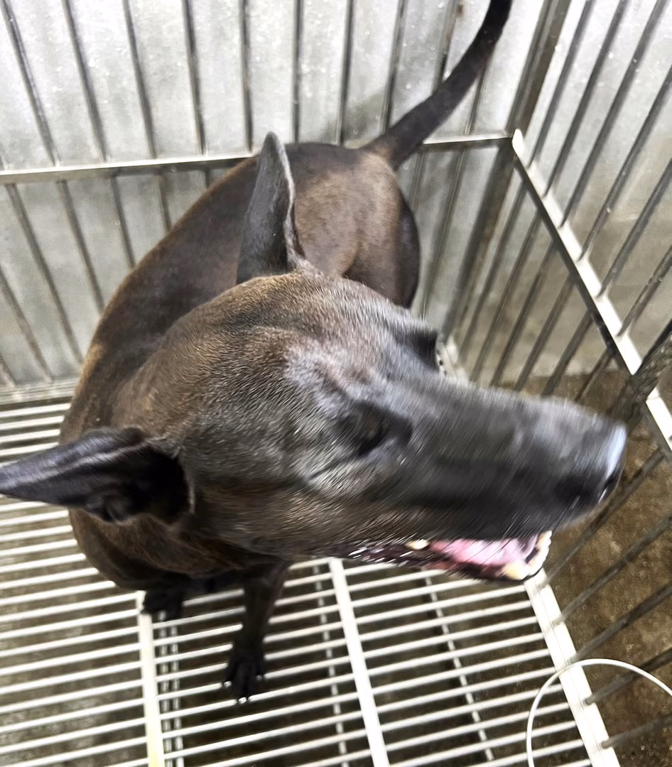 The dog, from the shelter's listing