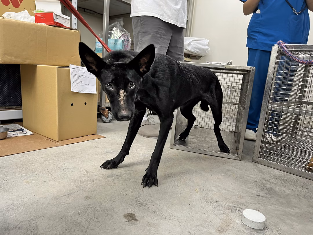 The dog, from the shelter's listing