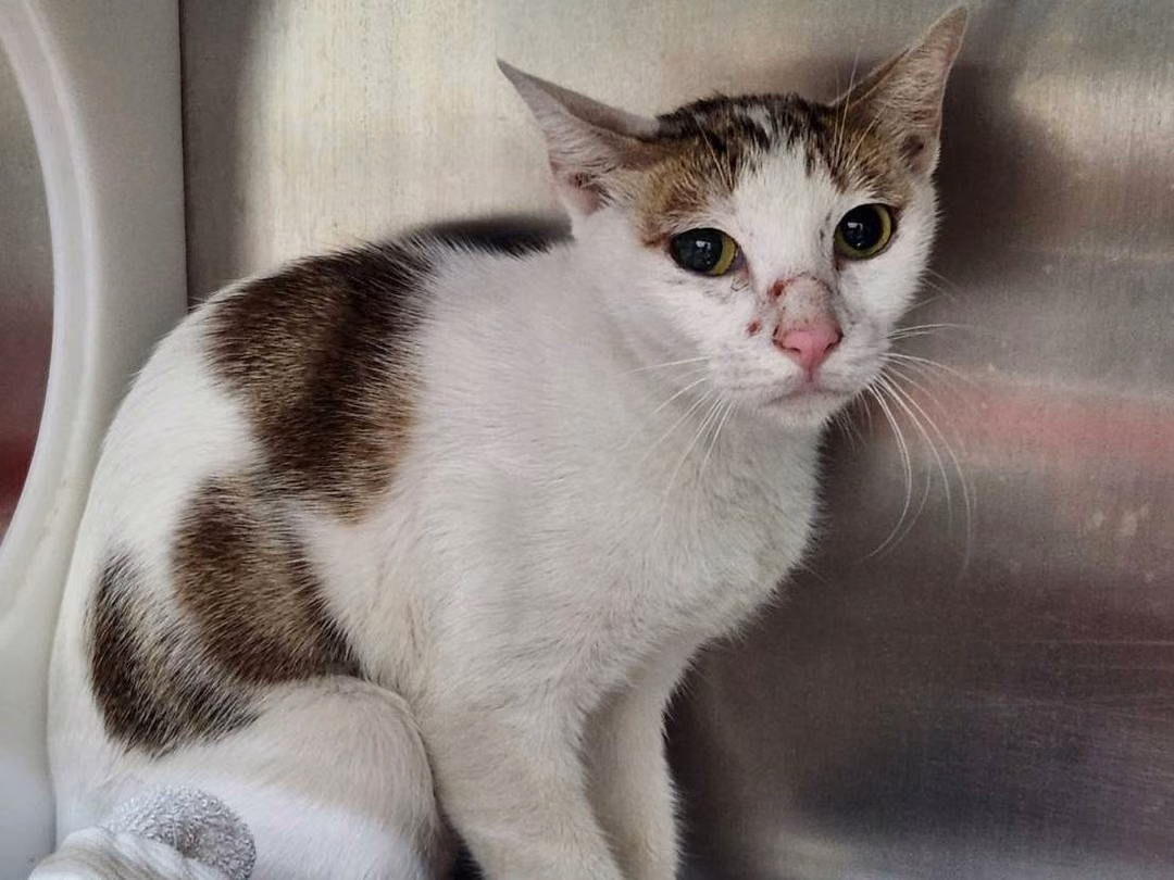 The cat, from the shelter's listing