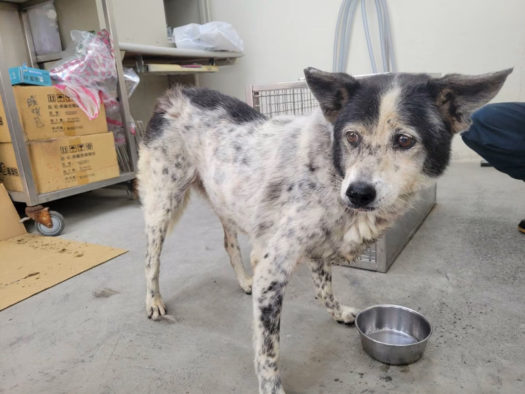 The dog, from the shelter's listing