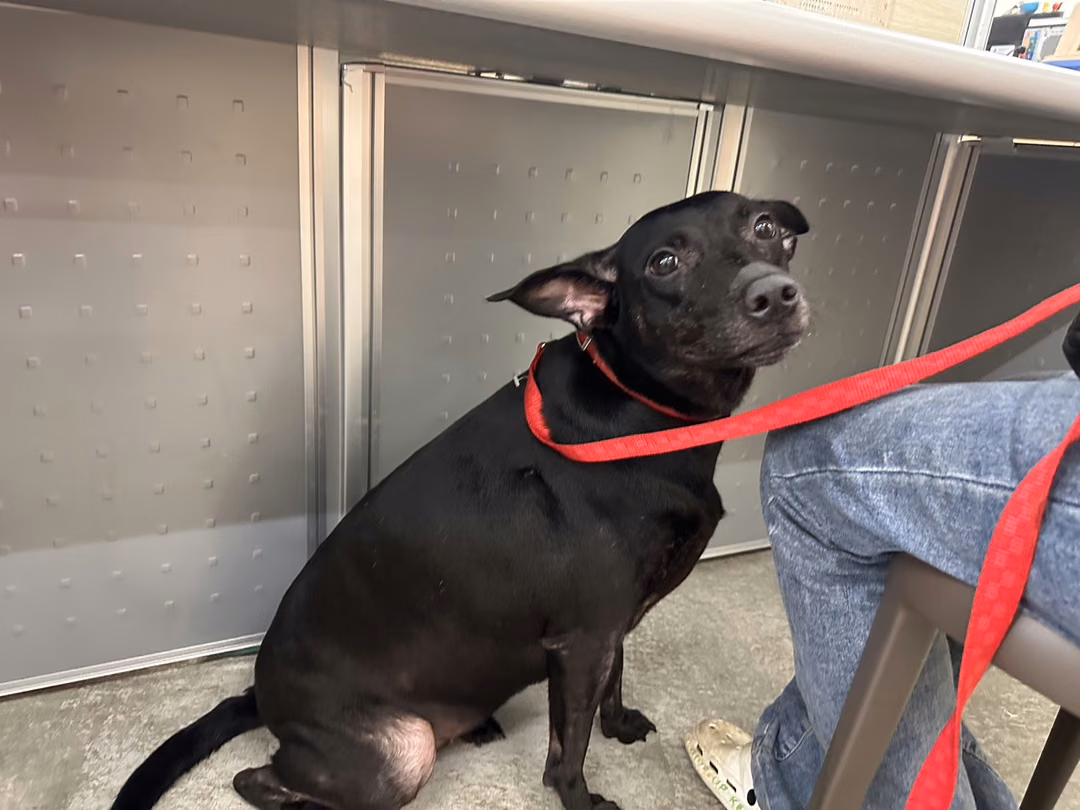 The dog, from the shelter's listing
