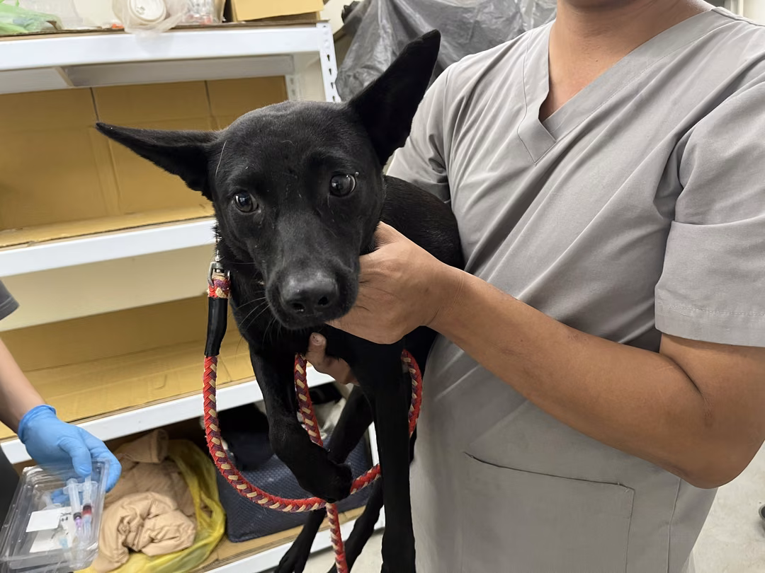 The dog, from the shelter's listing