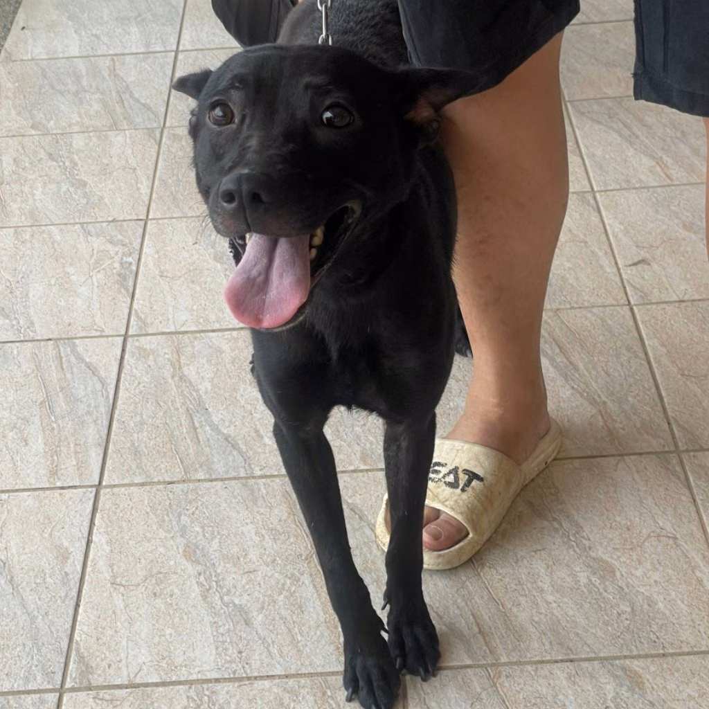 The dog, from the shelter's listing