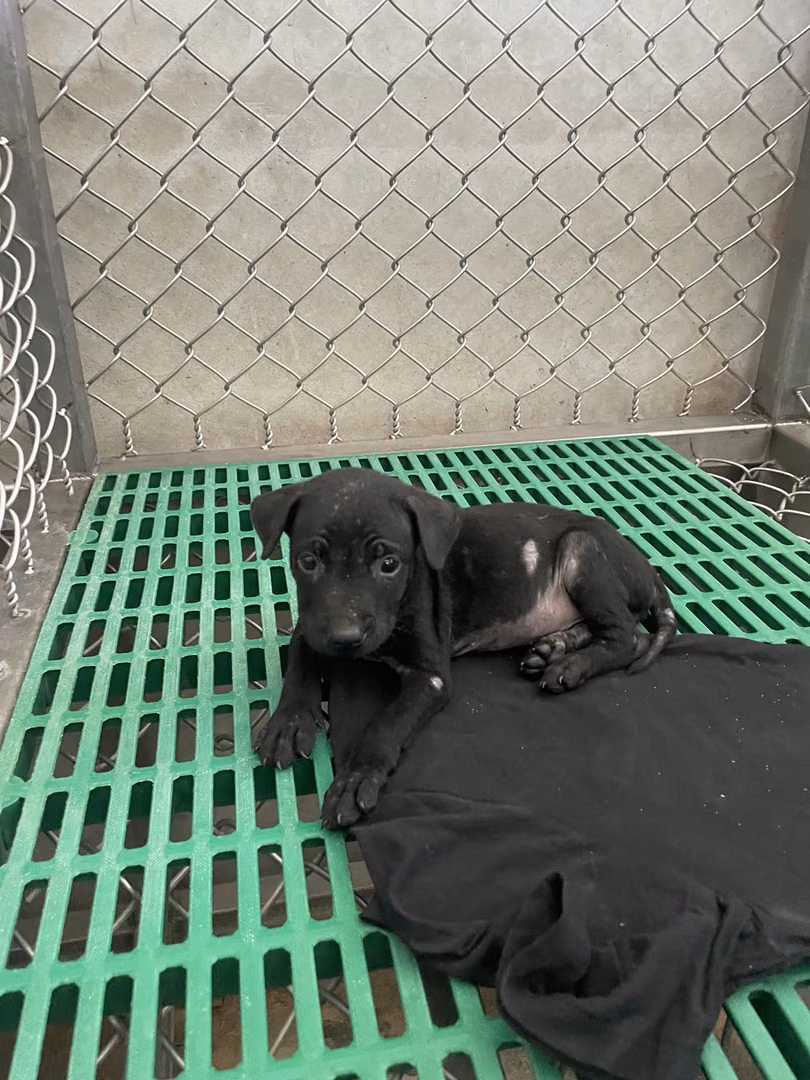 The dog, from the shelter's listing