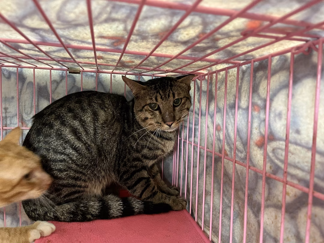 The cat, from the shelter's listing