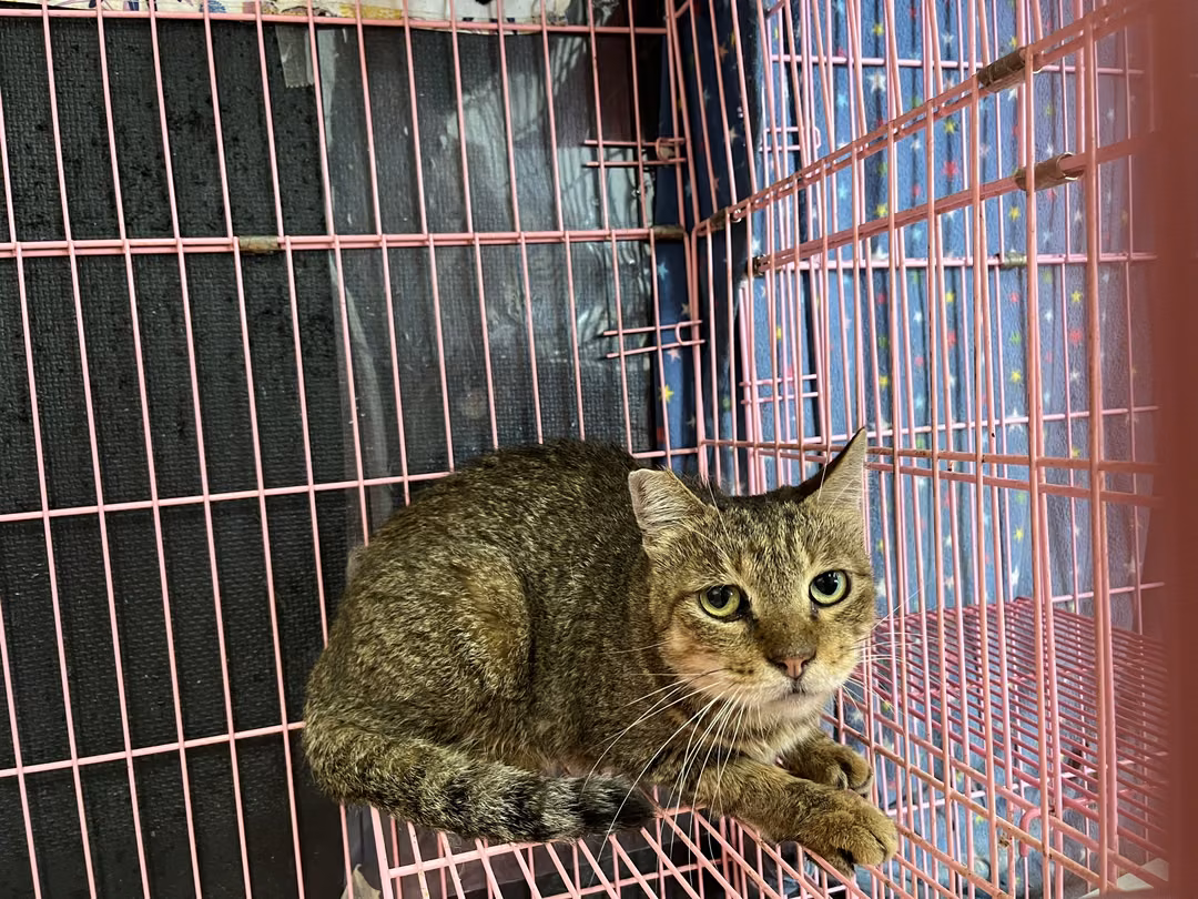 The cat, from the shelter's listing