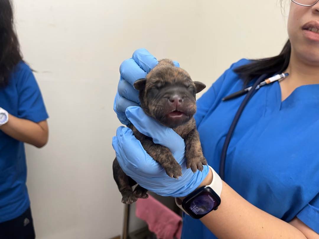 The dog, from the shelter's listing