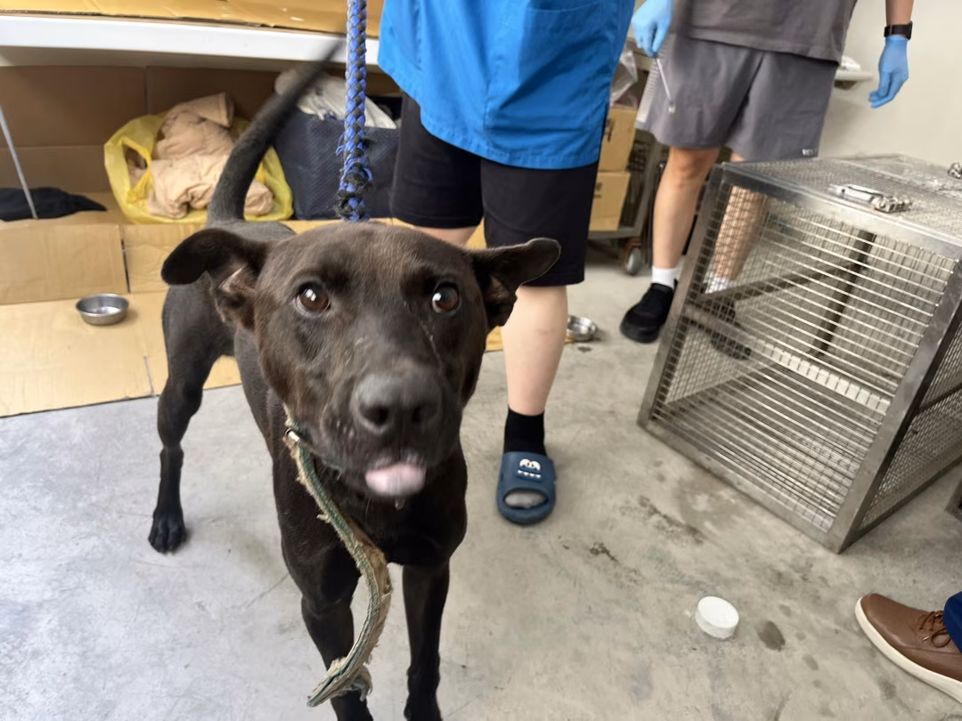 The dog, from the shelter's listing