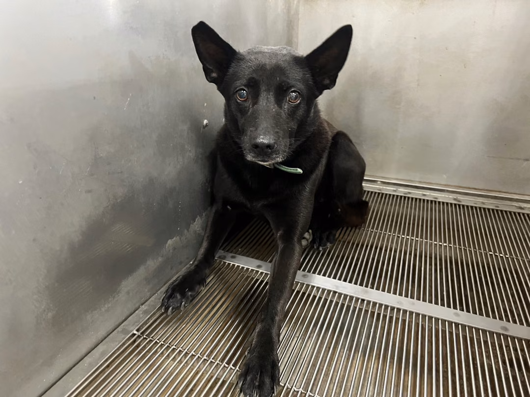 The dog, from the shelter's listing