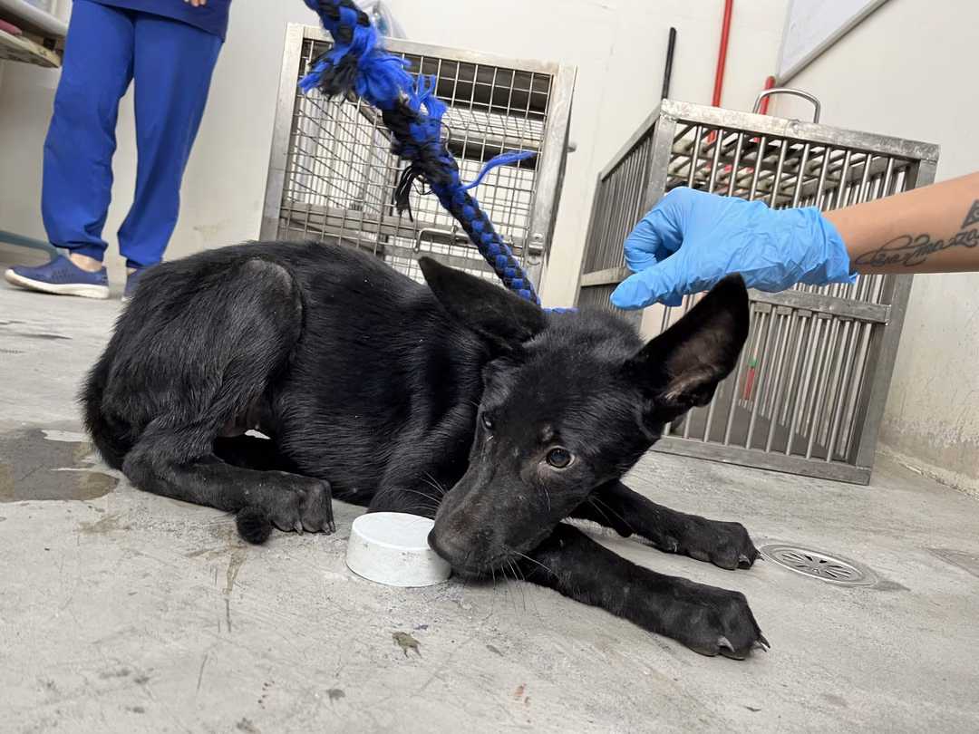 The dog, from the shelter's listing
