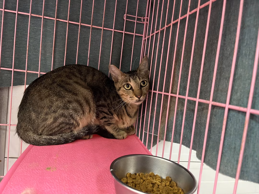 The cat, from the shelter's listing