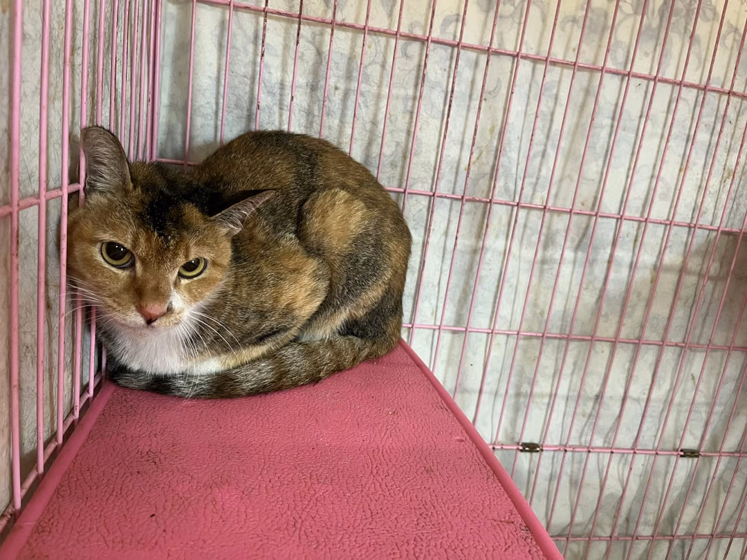 The cat, from the shelter's listing