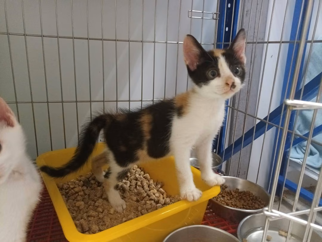 The cat, from the shelter's listing