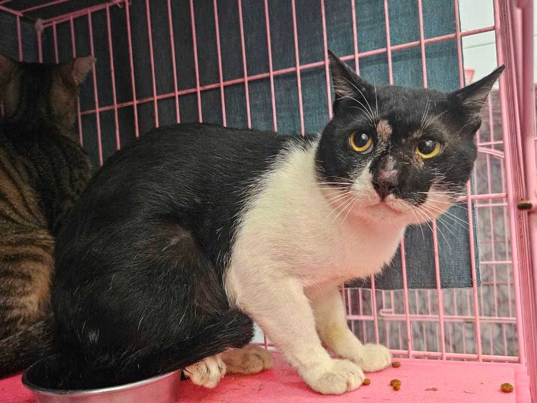 The cat, from the shelter's listing