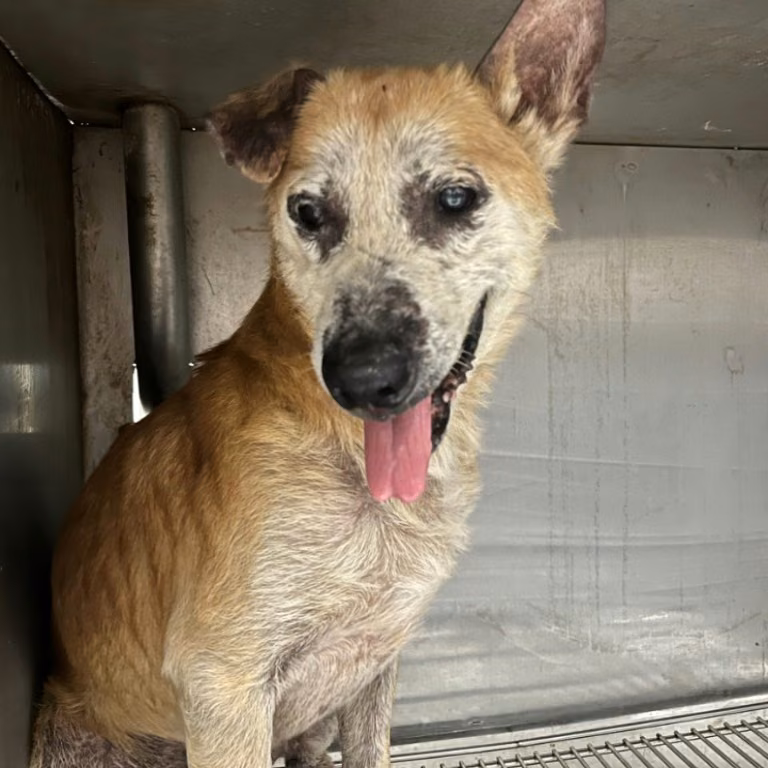 The dog, from the shelter's listing