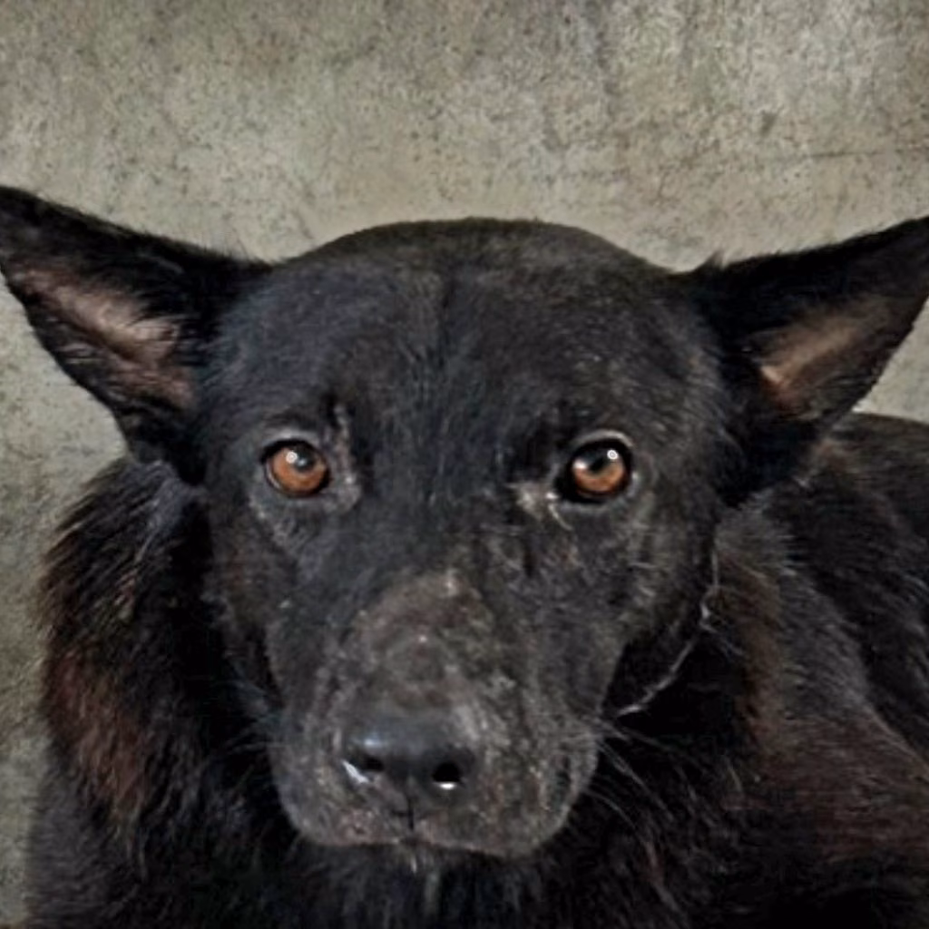 The dog, from the shelter's listing