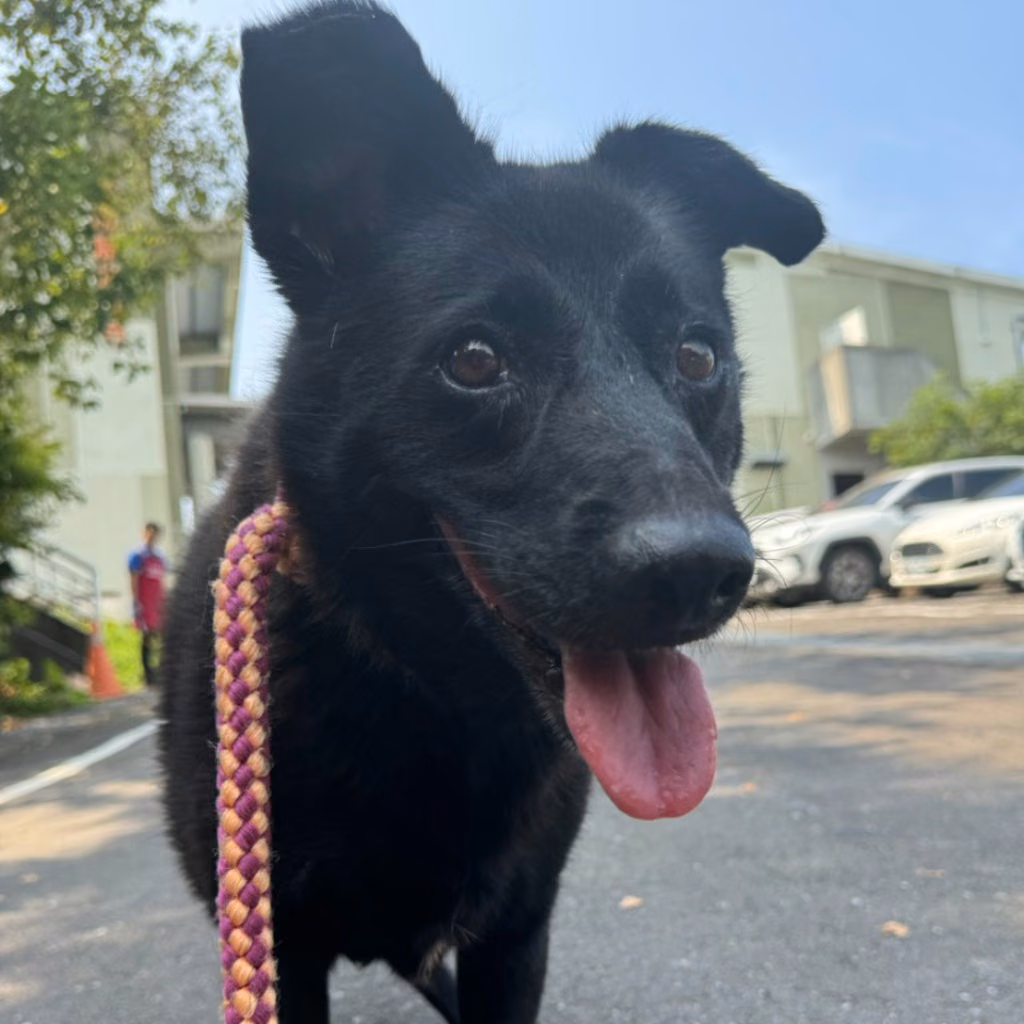 The dog, from the shelter's listing
