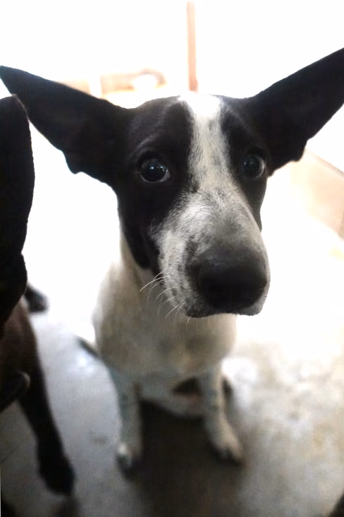 The dog, from the shelter's listing
