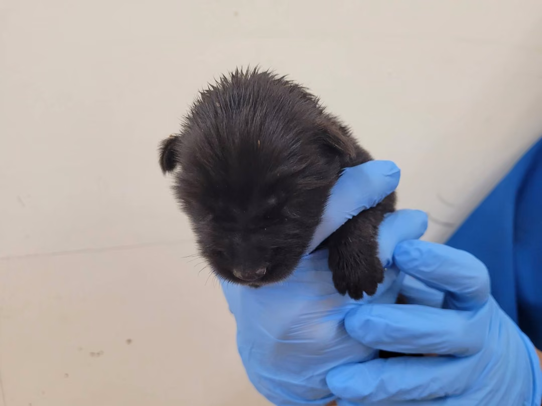 The dog, from the shelter's listing