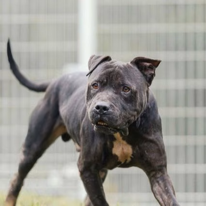 The dog, from the shelter's listing