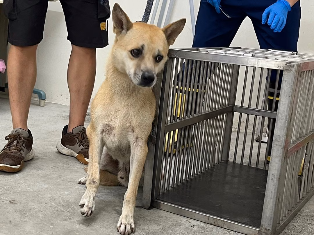 The dog, from the shelter's listing