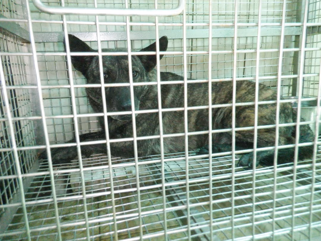 The dog, from the shelter's listing