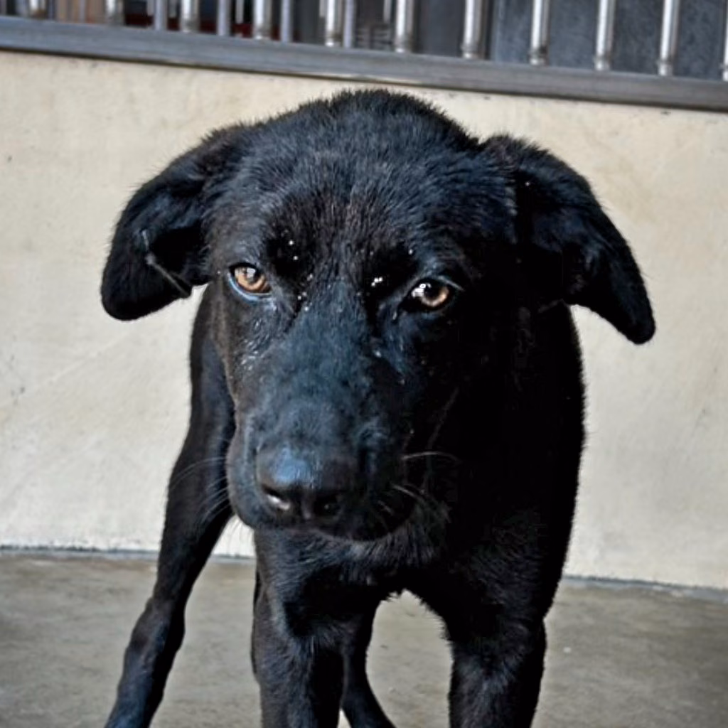 The dog, from the shelter's listing