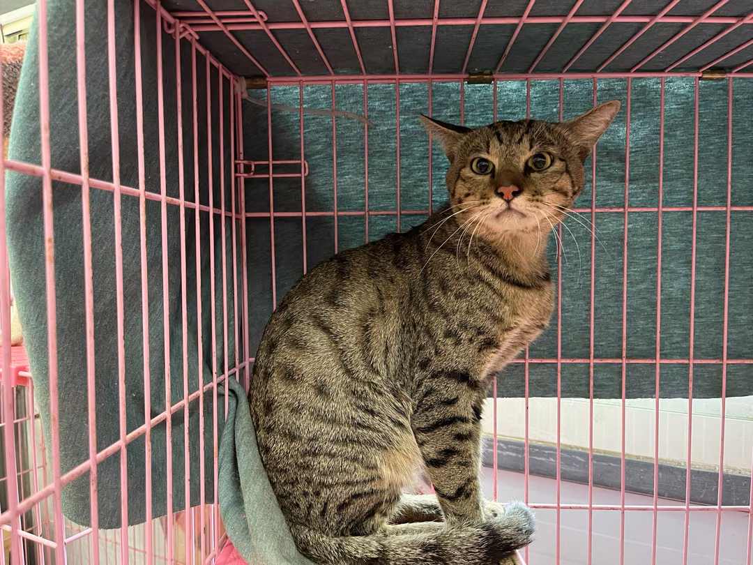 The cat, from the shelter's listing