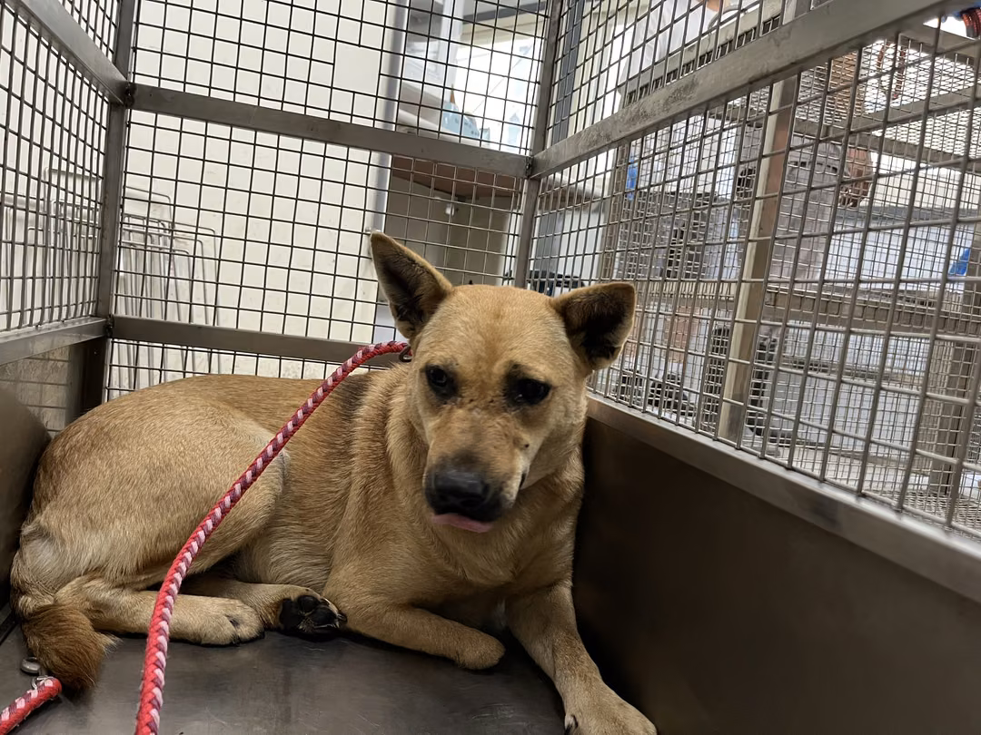 The dog, from the shelter's listing
