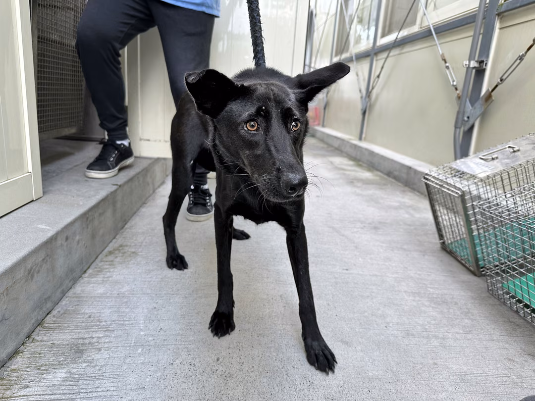The dog, from the shelter's listing