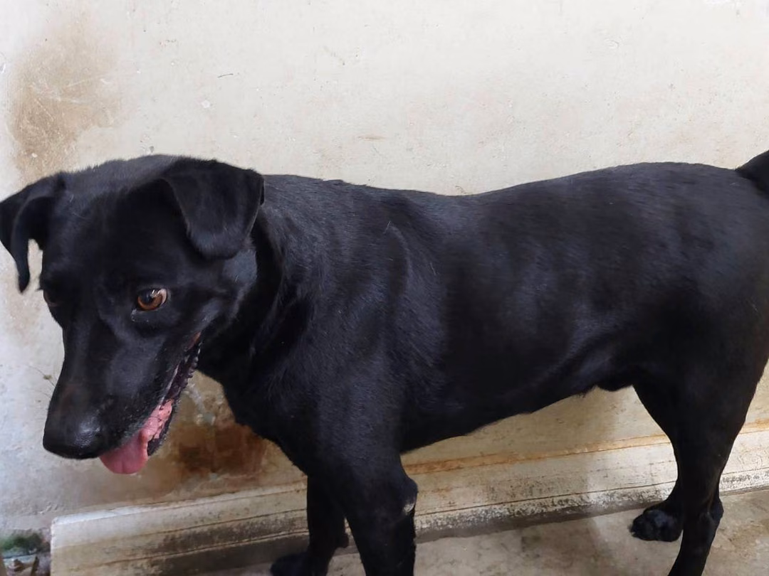 The dog, from the shelter's listing
