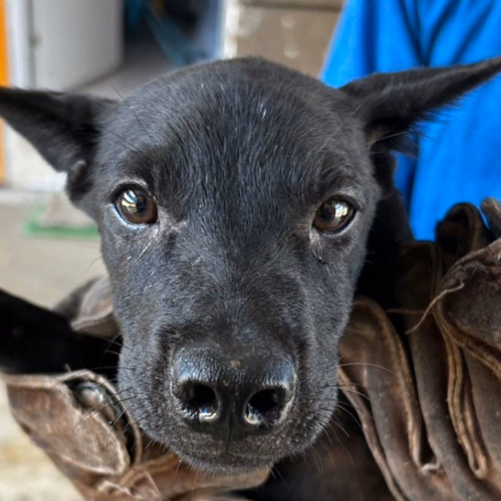The dog, from the shelter's listing