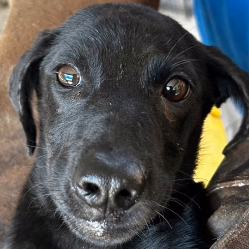 The dog, from the shelter's listing