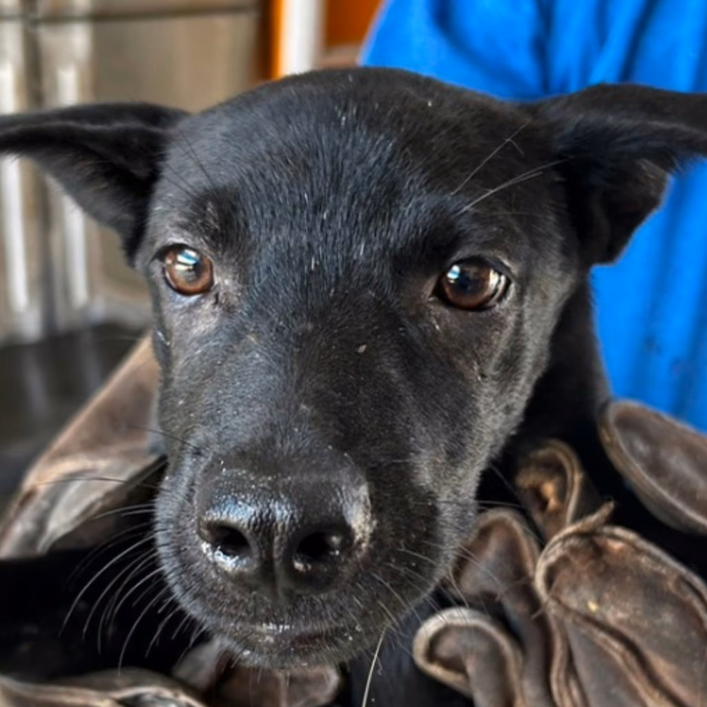 The dog, from the shelter's listing