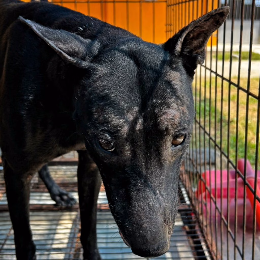 The dog, from the shelter's listing