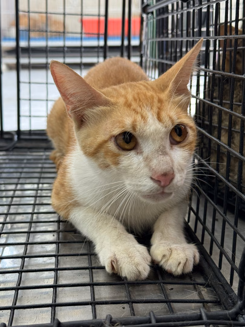 The cat, from the shelter's listing