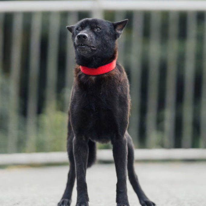 The dog, from the shelter's listing