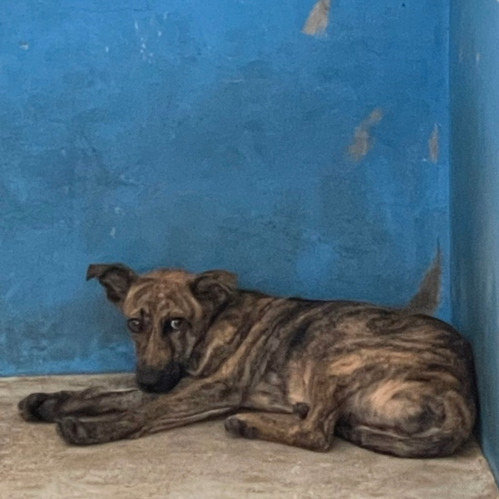 The dog, from the shelter's listing