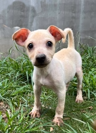 The dog, from the shelter's listing