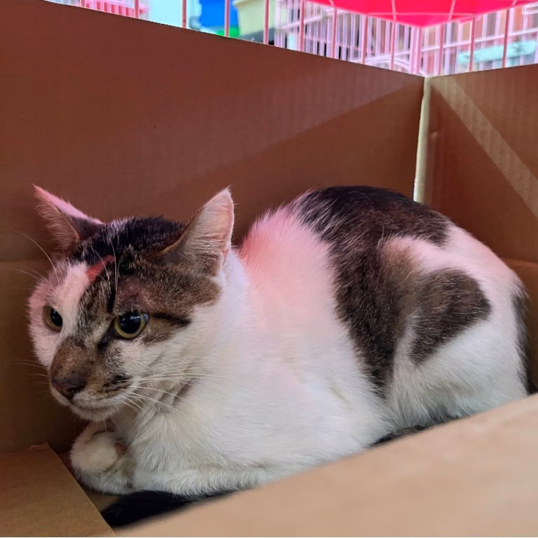 The cat, from the shelter's listing