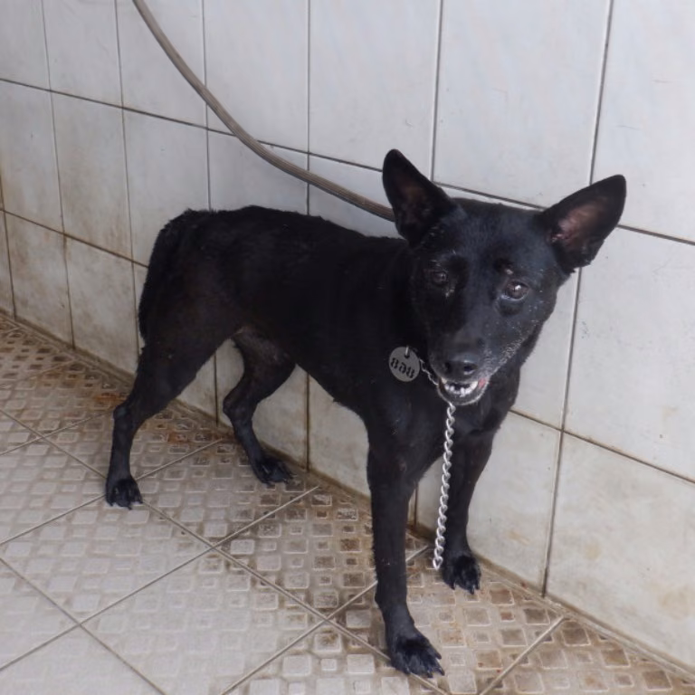 The dog, from the shelter's listing