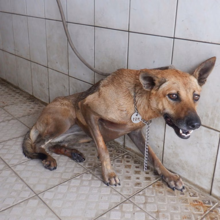 The dog, from the shelter's listing