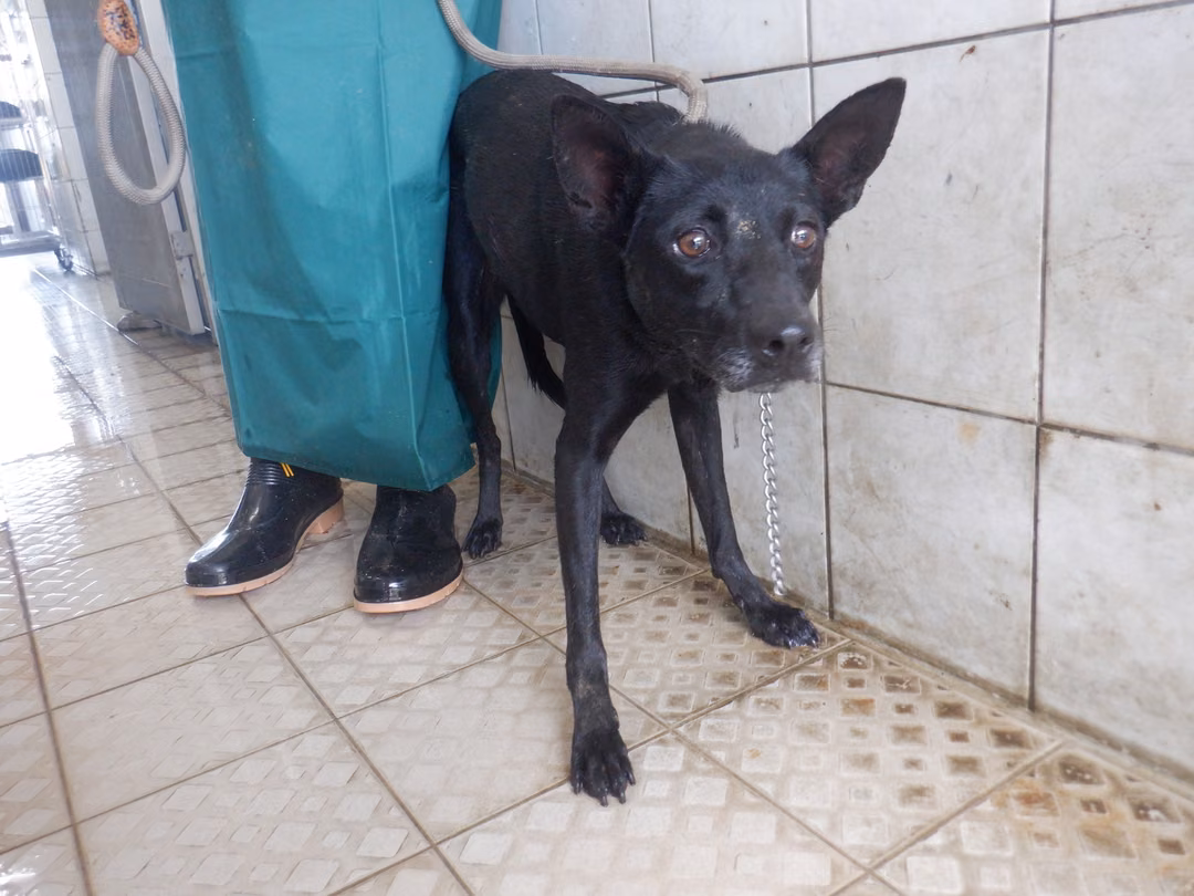 The dog, from the shelter's listing