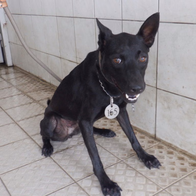 The dog, from the shelter's listing