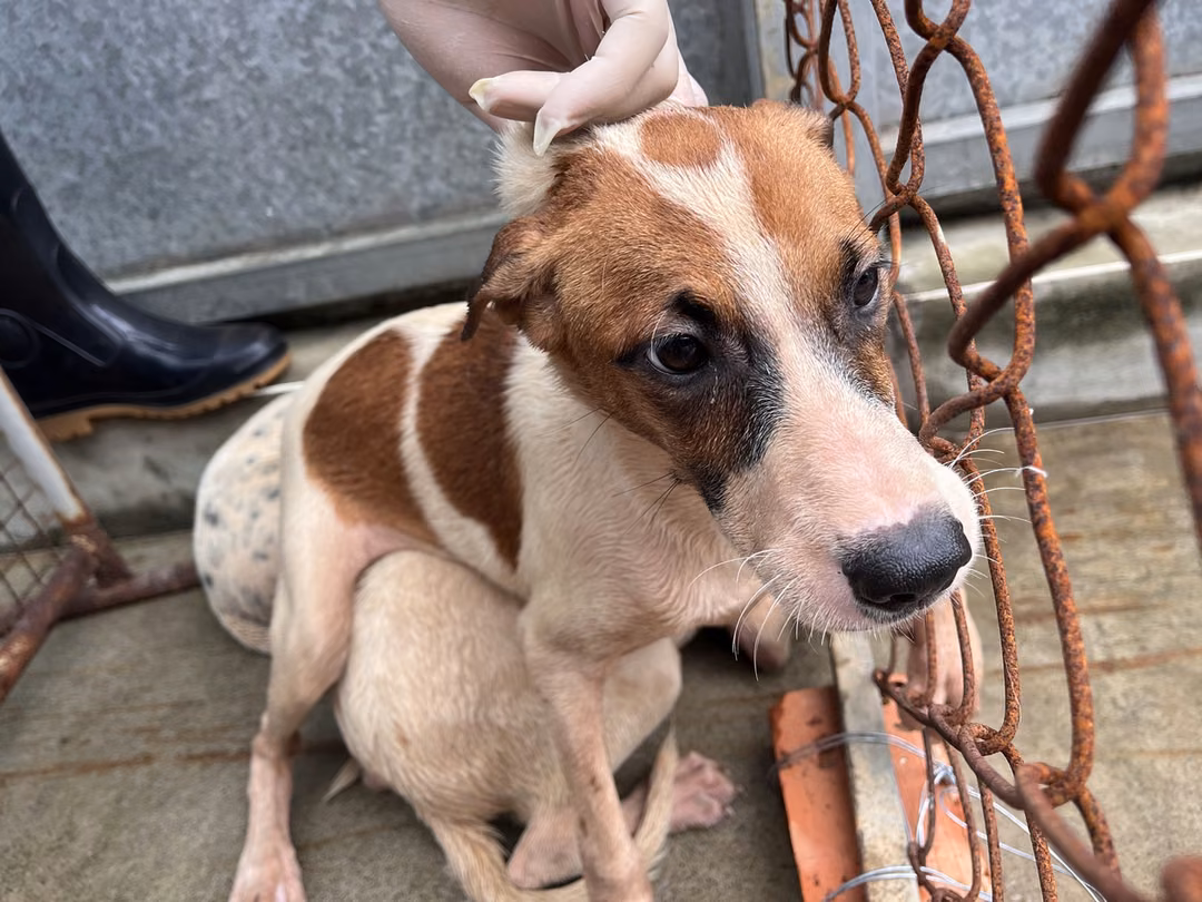 The dog, from the shelter's listing