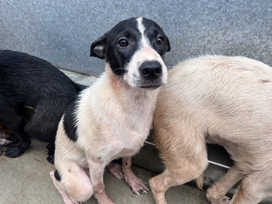 The dog, from the shelter's listing