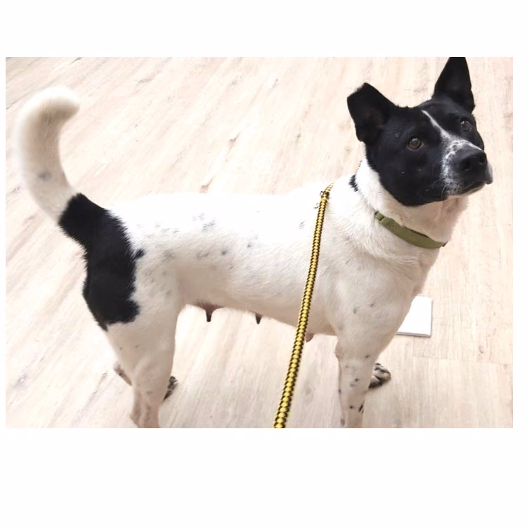 The dog, from the shelter's listing