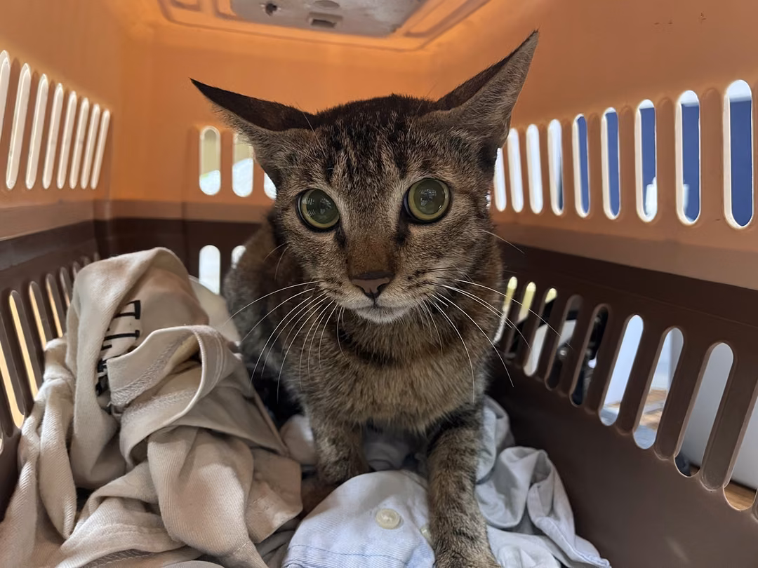 The cat, from the shelter's listing