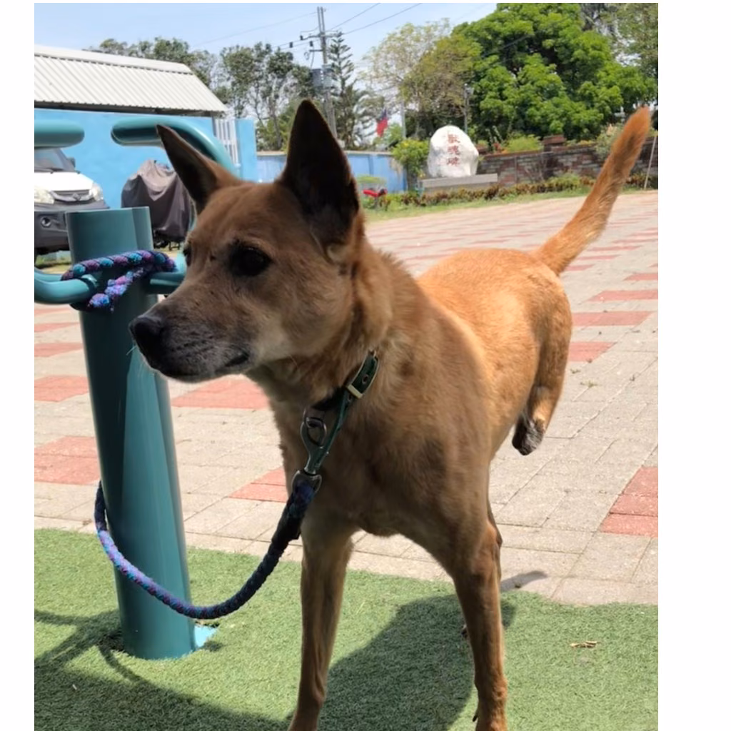 The dog, from the shelter's listing