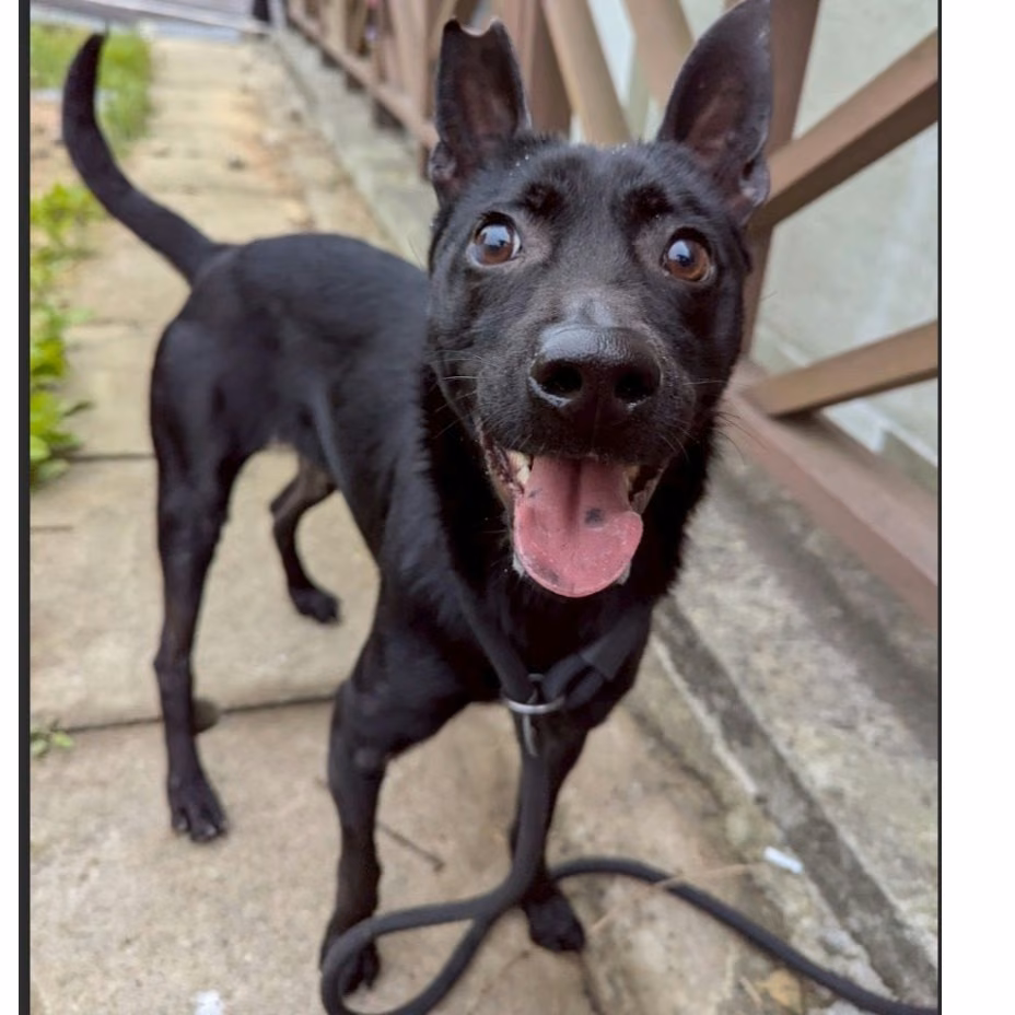 The dog, from the shelter's listing